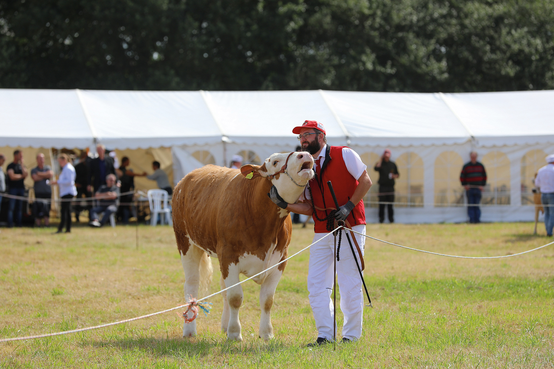 Dyrskuer er langt mere end blot en festlig dag