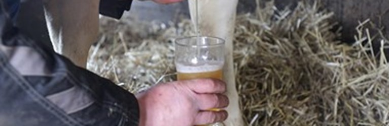 Vestjysk landmand får ko til at give øl